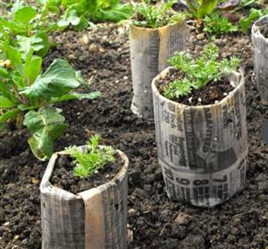 Newspaper Cylinder Plant Pots 